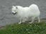 Japansk spids - Heavy Thunder Ami (Larvik) - Larvik 10½ mdr.