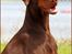 Dobermann Serbian Star V Masterhof