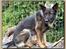Schæferhund Vito R.I.P vild i fred.