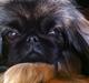 Pekingeser Lullu