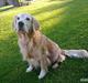 Golden retriever Raja R.I.P Mennskets bedste ven!
