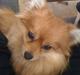 Pomeranian Topsys Cleo