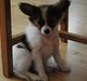 Papillon Amy