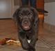Labrador retriever HUMPHREY OMGEA DEN 3