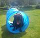 Labrador retriever Choco R.i.p