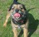 Border terrier Dalshøj´s Blue Diamond (Basse)