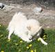 Samojedhund O's Snebold <3 