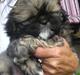 Blanding af racer Carla - Lhasa Apso/pekingeser