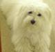 Coton de tulear Sonni