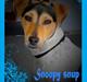 Dansk svensk gaardhund Snoopy