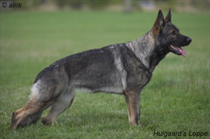 Schæferhund Hulgaards Loppe - Tja nye fotos er på sin plads... så her er Loppe fiks og til avlskåring.... billede 6
