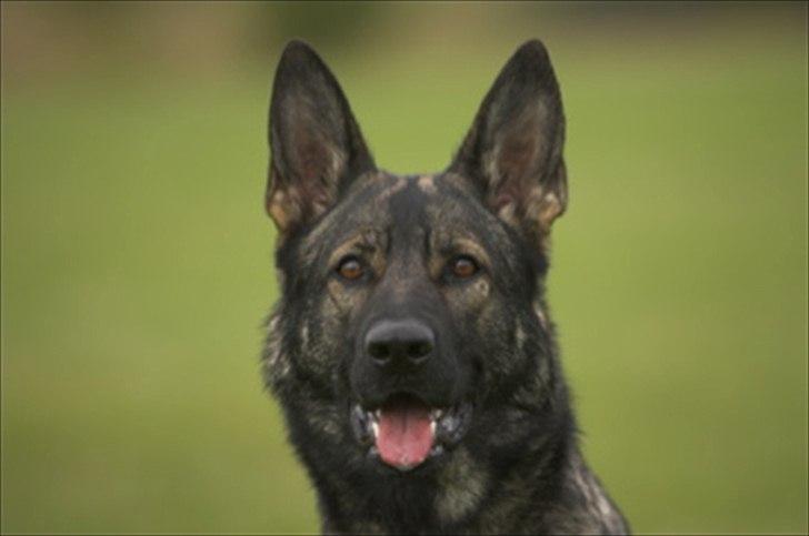 Schæferhund Hulgaards Loppe billede 7