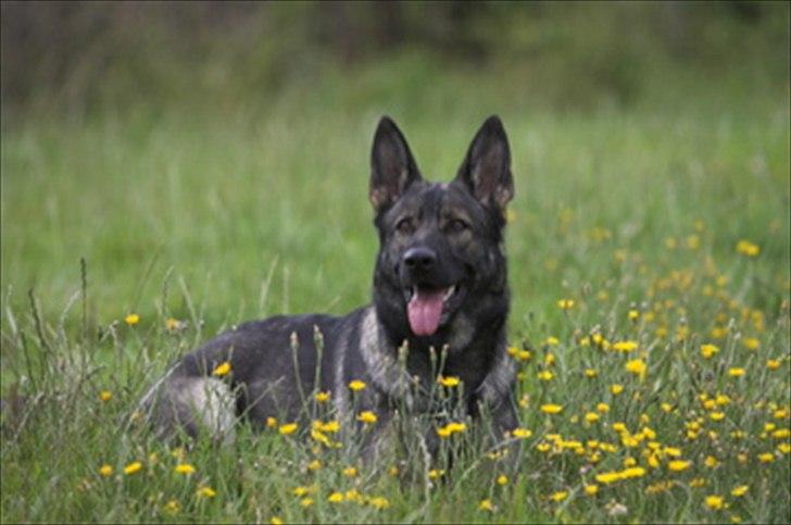 Schæferhund Hulgaards Loppe - På en skøn sommermark... billede 8