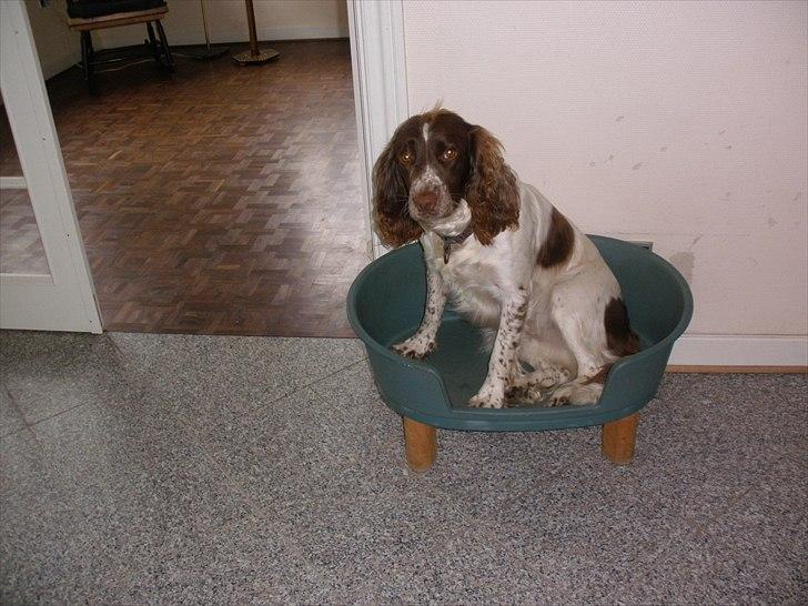 Engelsk springer spaniel Bella Mandø - Hvem er du?? billede 1