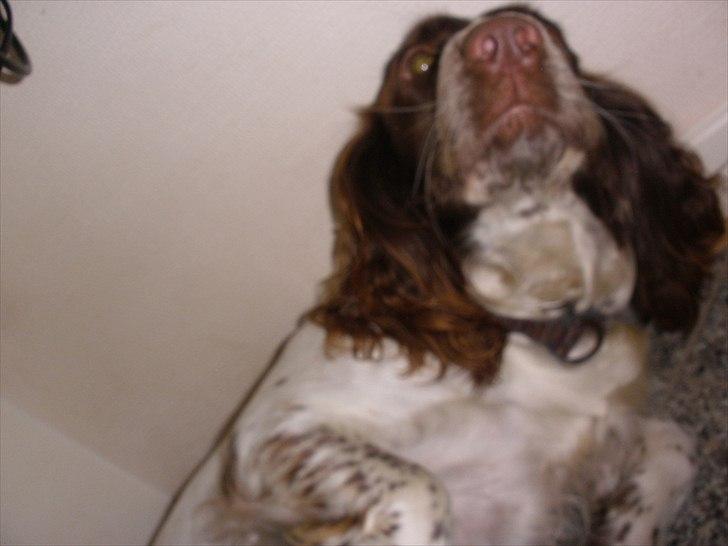 Engelsk springer spaniel Bella Mandø - Nus mig:D billede 2