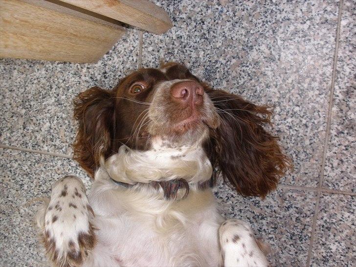 Engelsk springer spaniel Bella Mandø billede 3