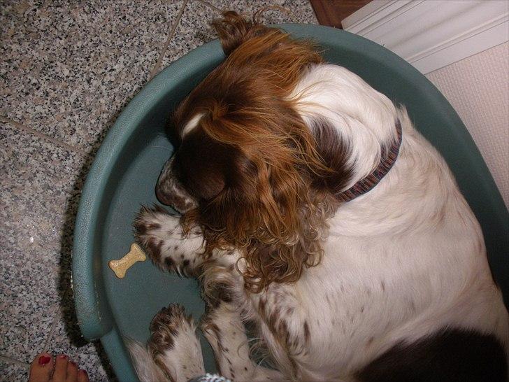 Engelsk springer spaniel Bella Mandø - nurr... billede 4