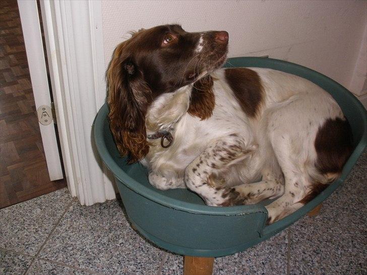 Engelsk springer spaniel Bella Mandø - Hvem der?... billede 5