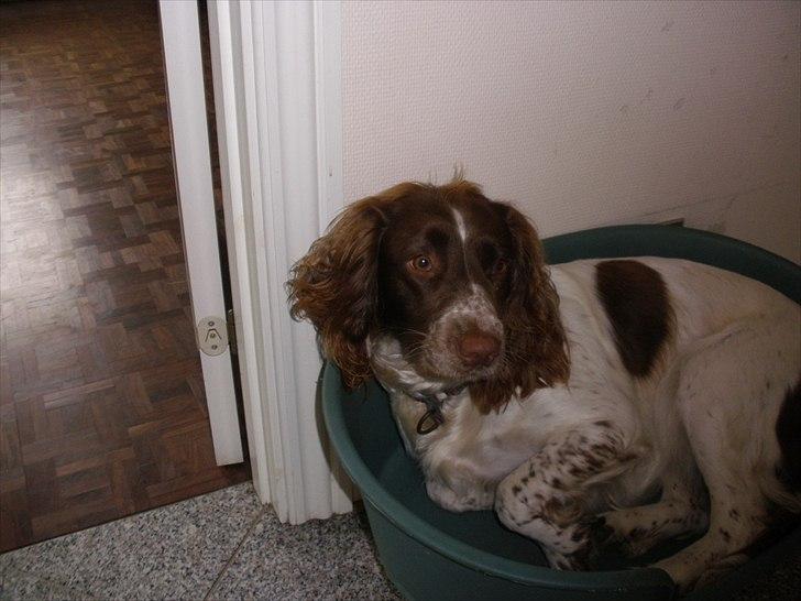 Engelsk springer spaniel Bella Mandø billede 6