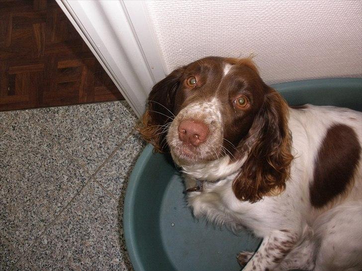 Engelsk springer spaniel Bella Mandø billede 10