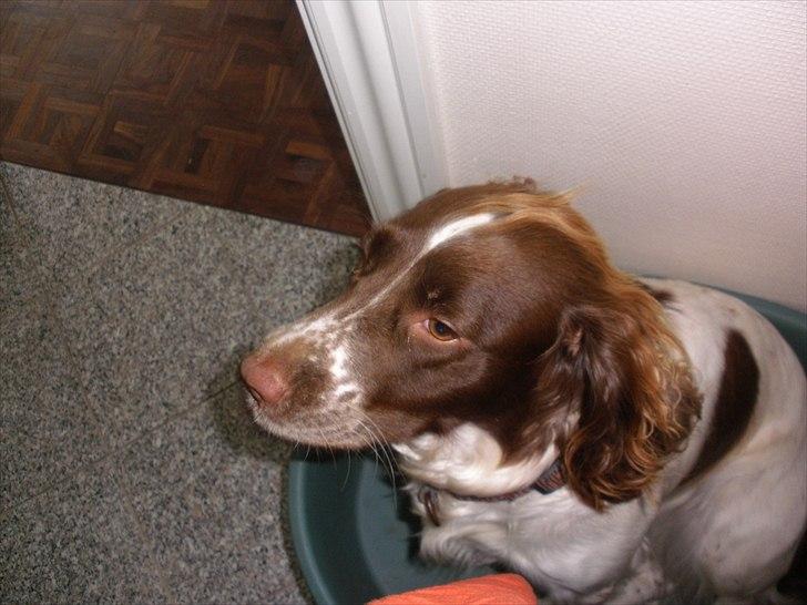 Engelsk springer spaniel Bella Mandø - orrr.. billede 7
