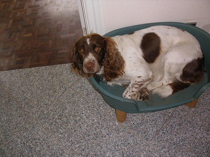 Engelsk springer spaniel Bella Mandø - lad mig sove... billede 8