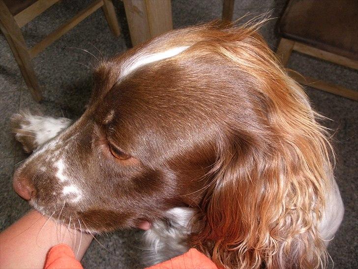 Engelsk springer spaniel Bella Mandø - skal vi danse?... billede 9