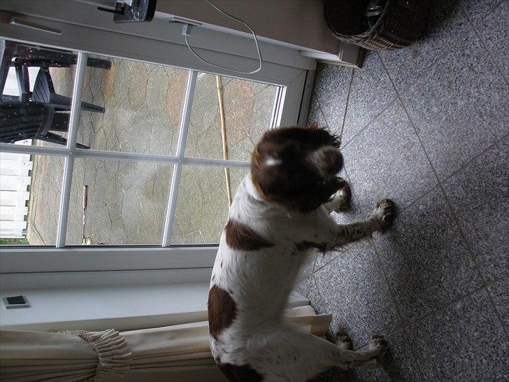Engelsk springer spaniel Bella Mandø - hhhh!! var du der?? billede 11