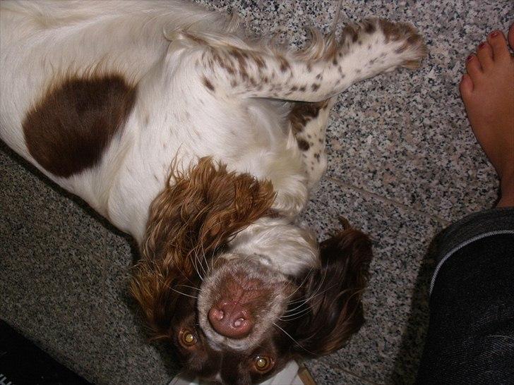 Engelsk springer spaniel Bella Mandø - Nuss mig billede 12