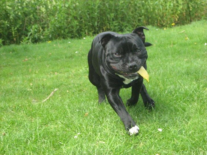 Staffordshire bull terrier nemo billede 16