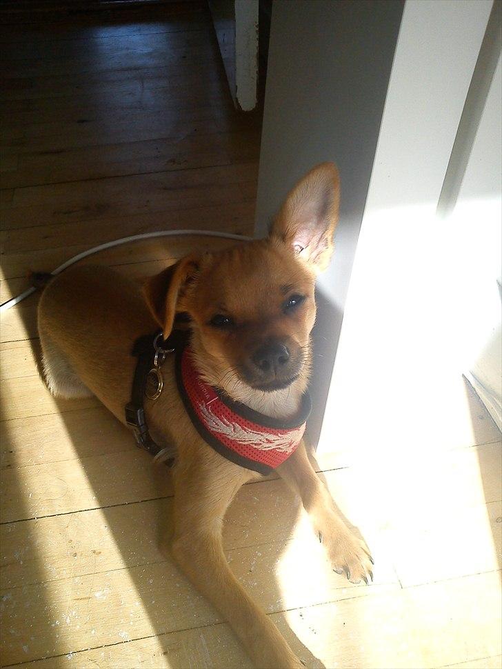 Blanding af racer Chico billede 6