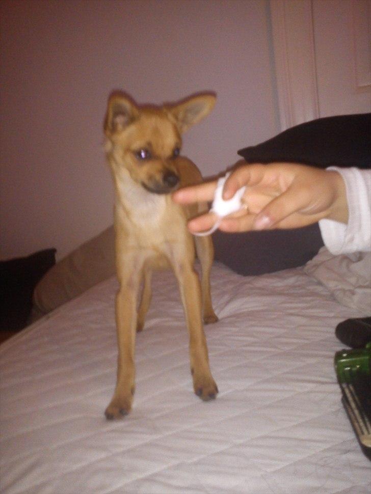 Blanding af racer Chico billede 7