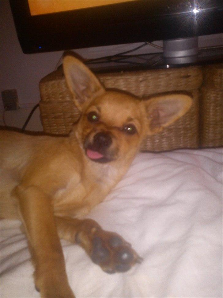 Blanding af racer Chico billede 8