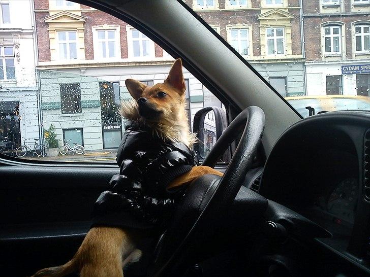 Blanding af racer Chico billede 9