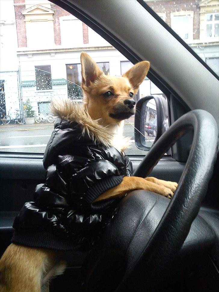 Blanding af racer Chico billede 10