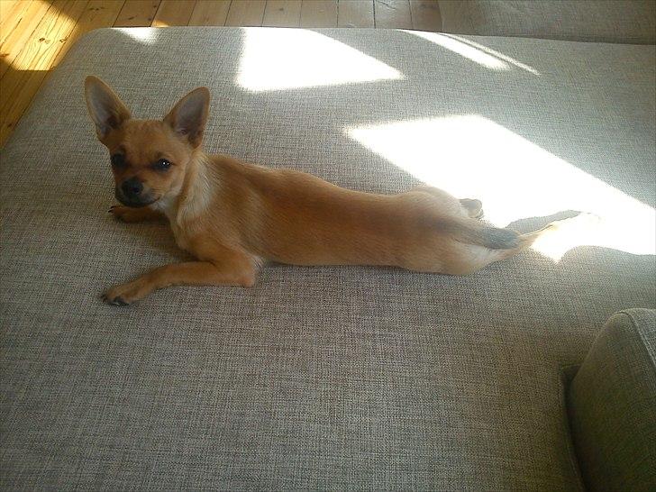 Blanding af racer Chico billede 11