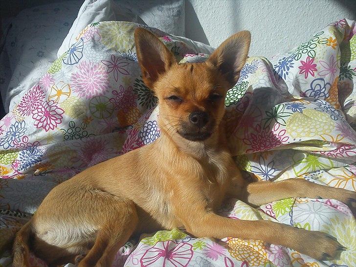 Blanding af racer Chico billede 12