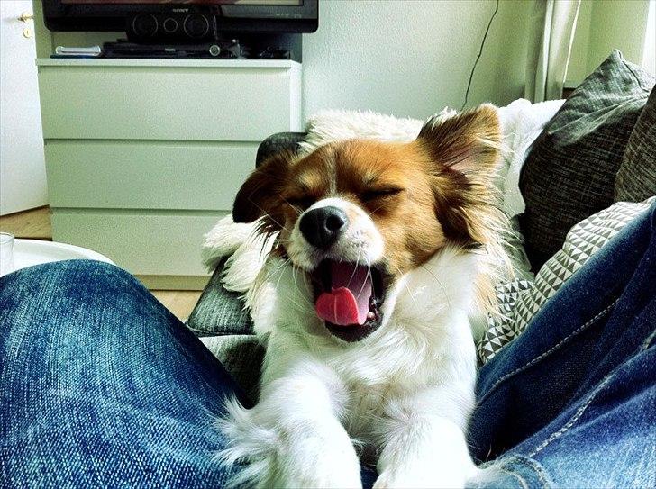 Blanding af racer Tinka'badinka billede 1