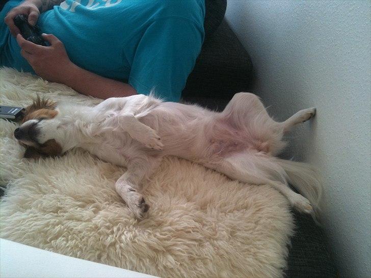 Blanding af racer Tinka'badinka billede 3