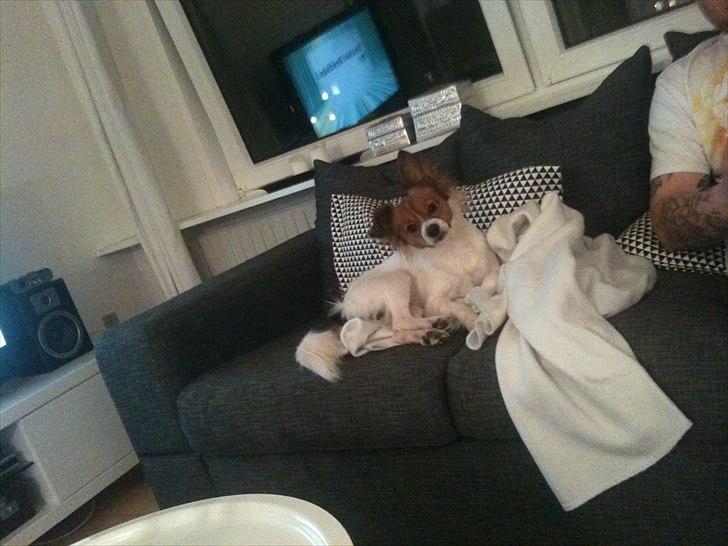 Blanding af racer Tinka'badinka billede 4