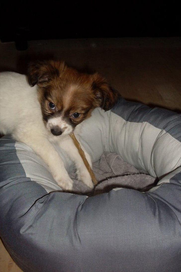 Blanding af racer Tinka'badinka billede 8