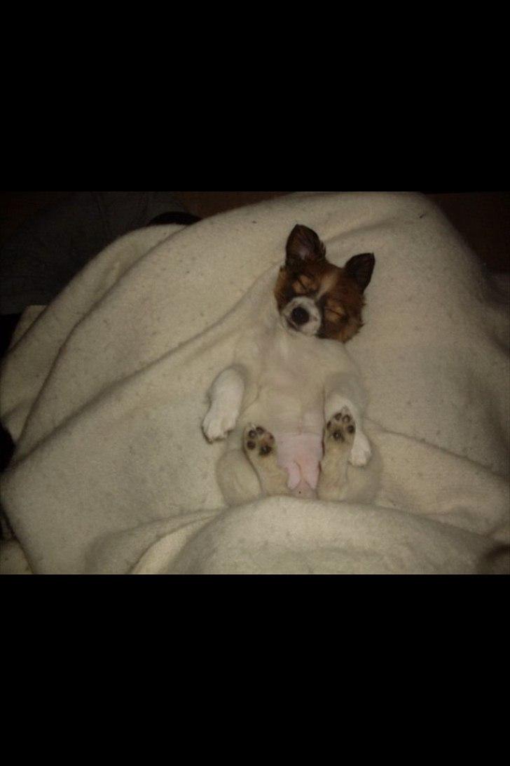 Blanding af racer Tinka'badinka billede 9