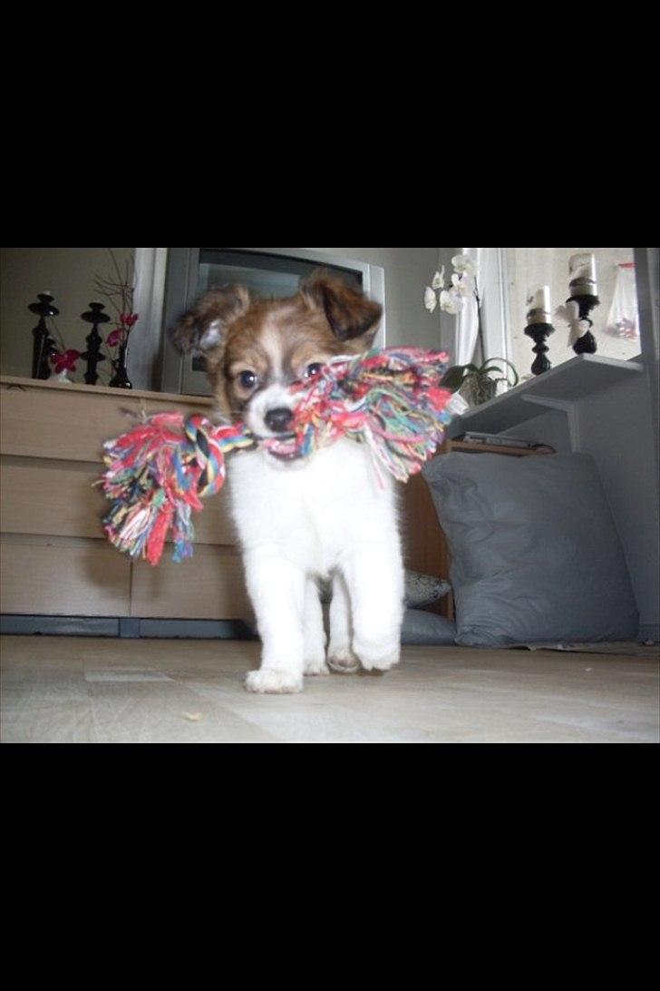 Blanding af racer Tinka'badinka billede 10