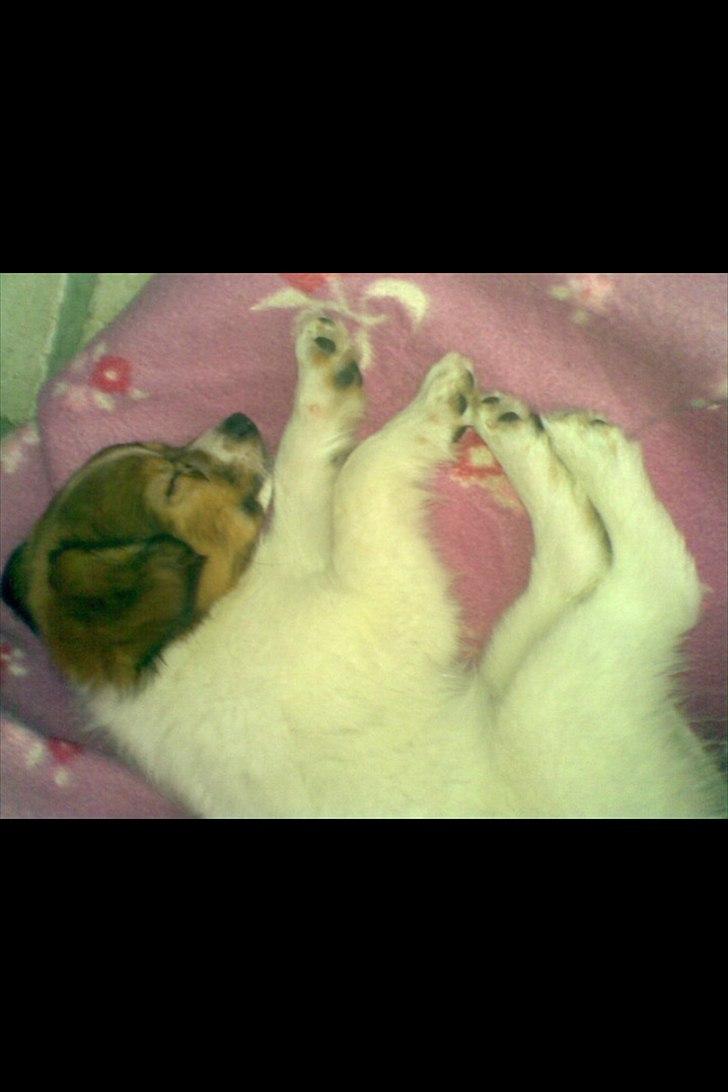 Blanding af racer Tinka'badinka billede 12