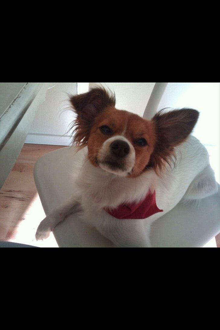 Blanding af racer Tinka'badinka billede 13