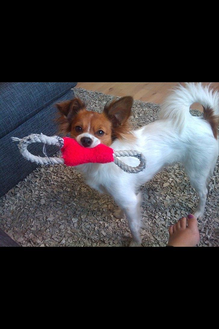 Blanding af racer Tinka'badinka billede 14