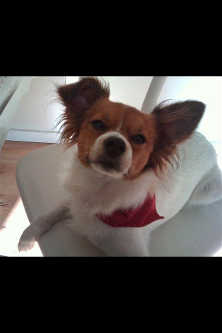 Blanding af racer Tinka'badinka billede 15