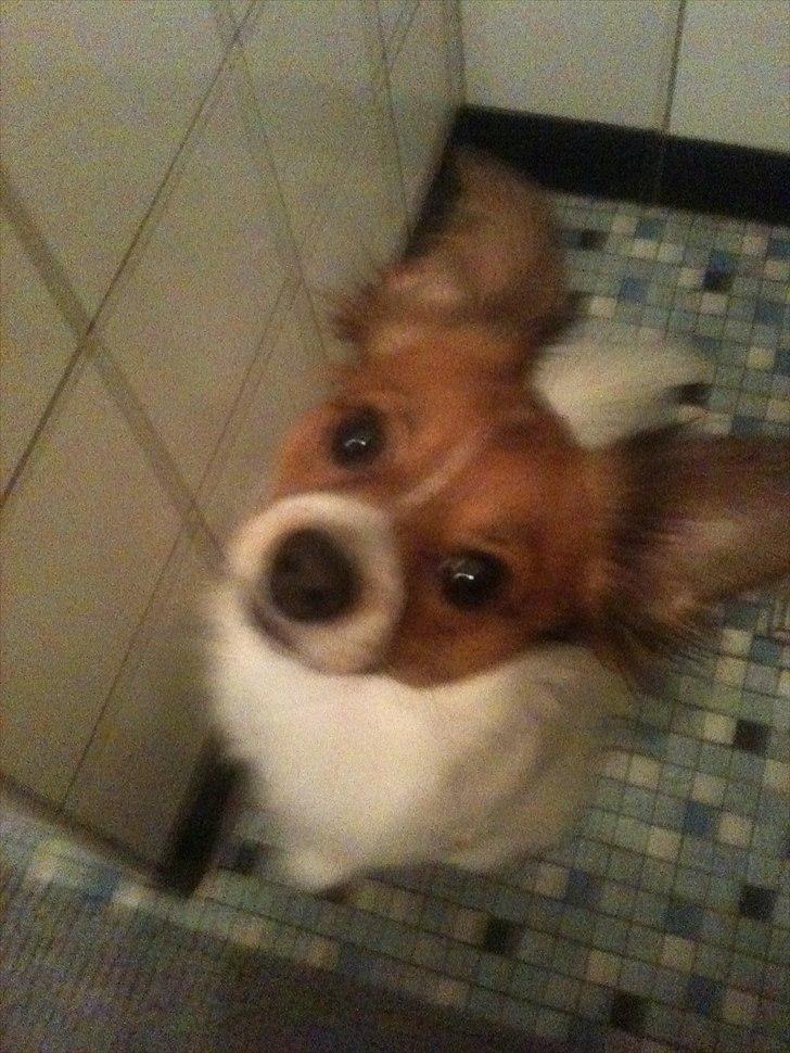 Blanding af racer Tinka'badinka billede 16