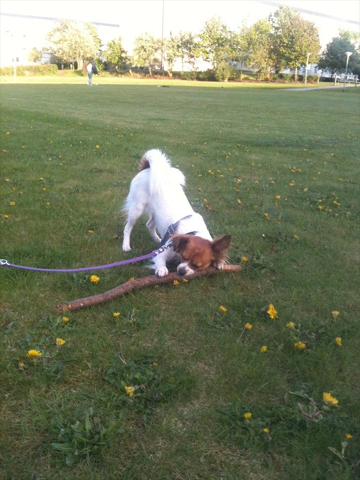 Blanding af racer Tinka'badinka billede 17