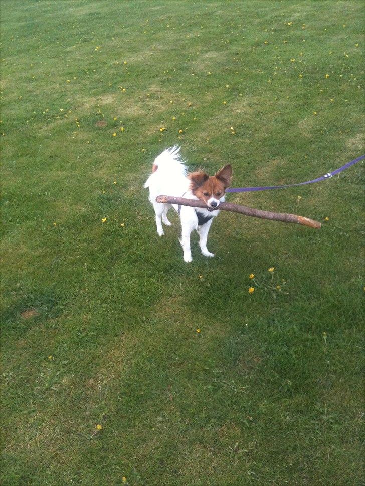 Blanding af racer Tinka'badinka billede 18